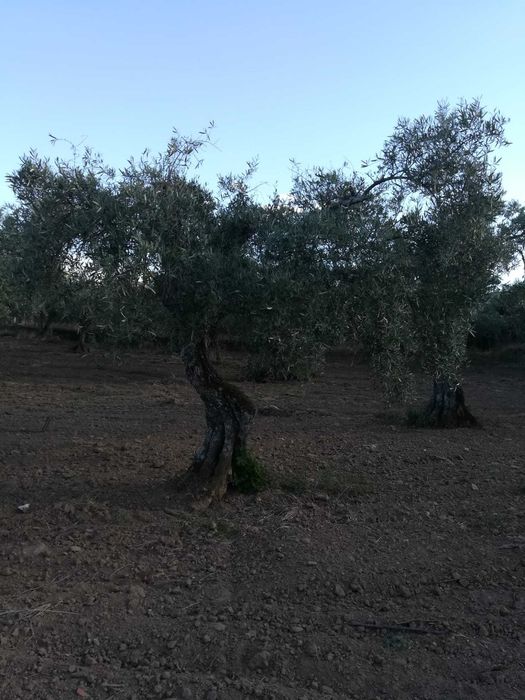 OLiveiras para jardim