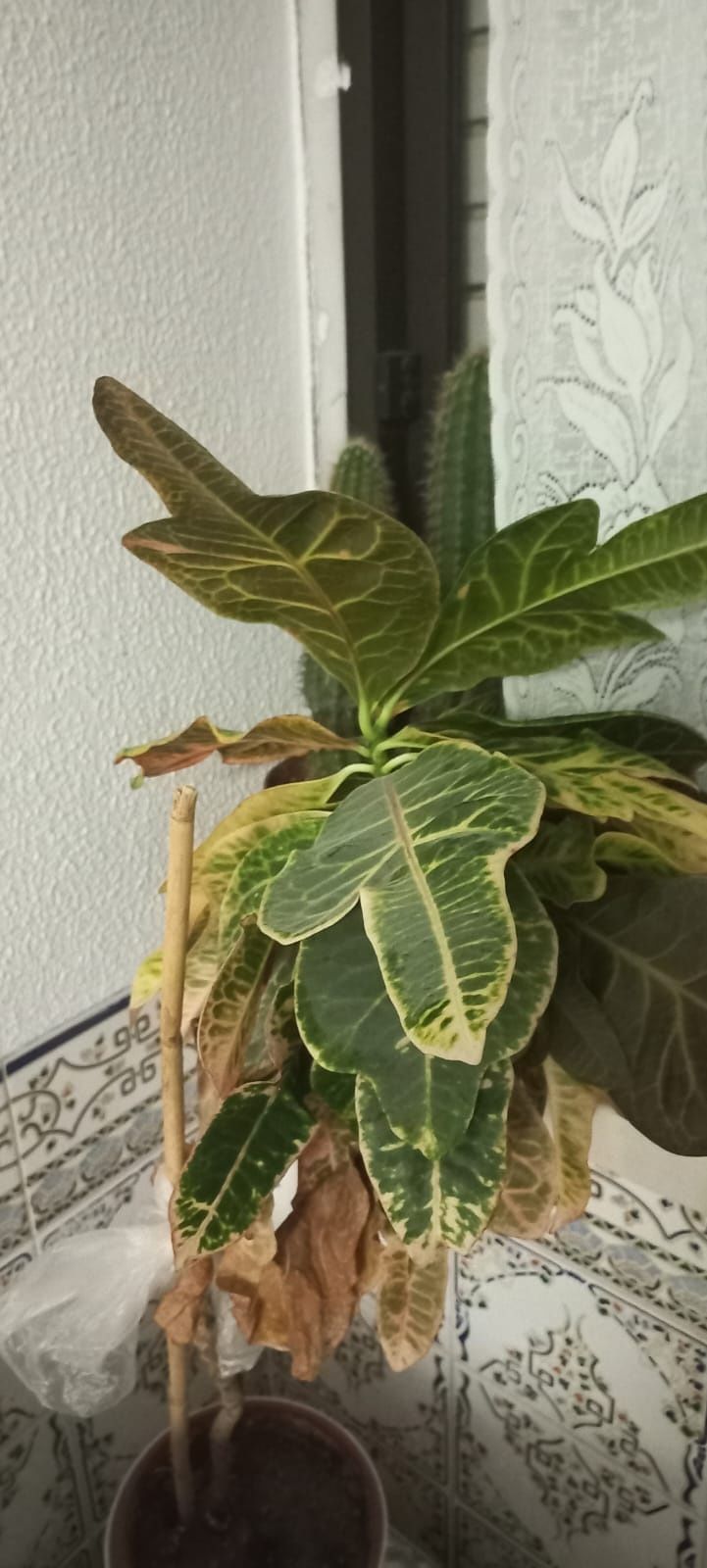 Plantas variadas