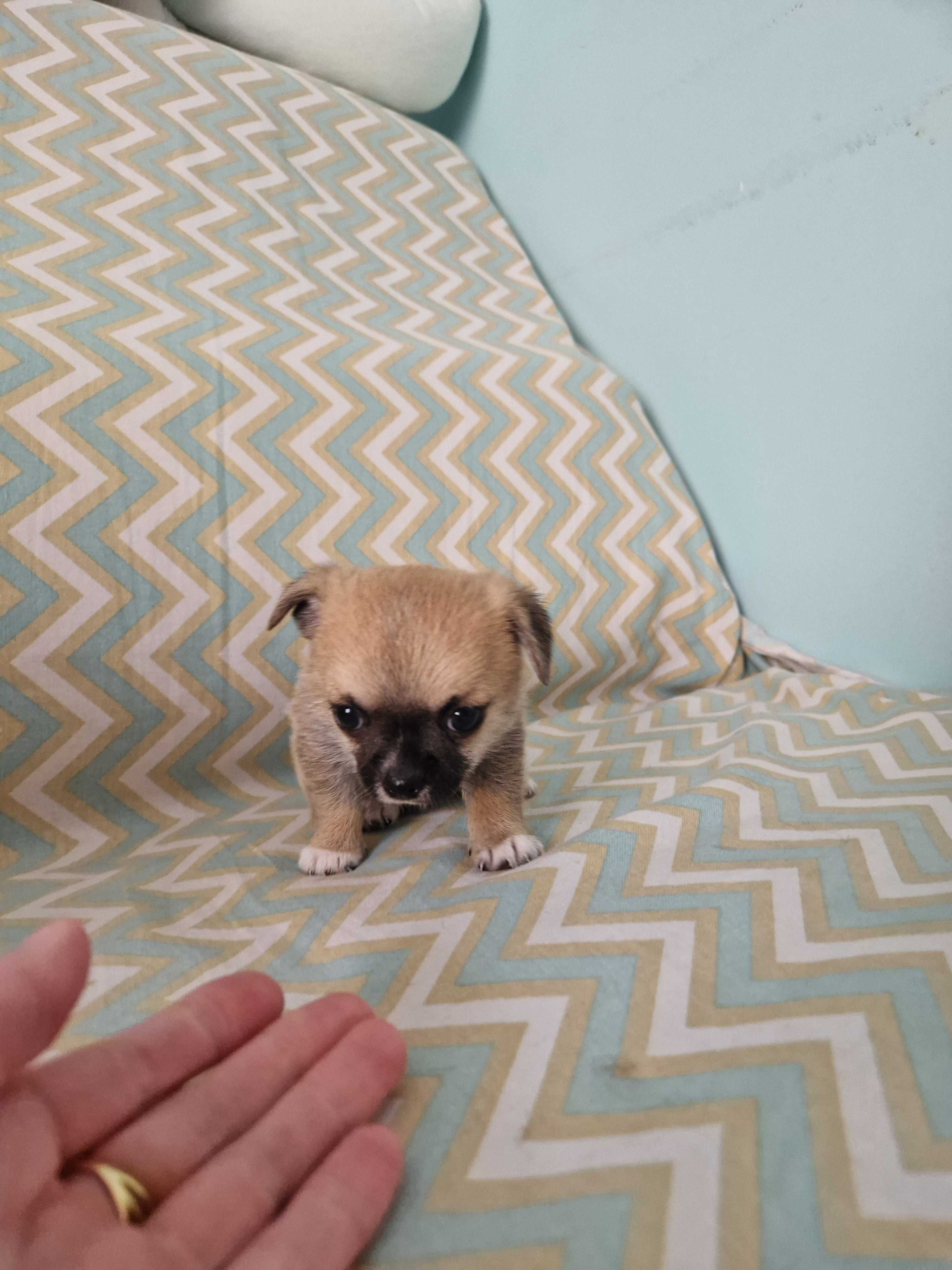 Chihuahua macho miniatura