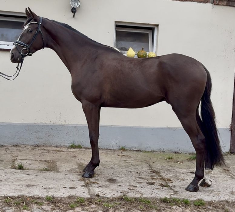 Ciemnokasztanowaty wałach