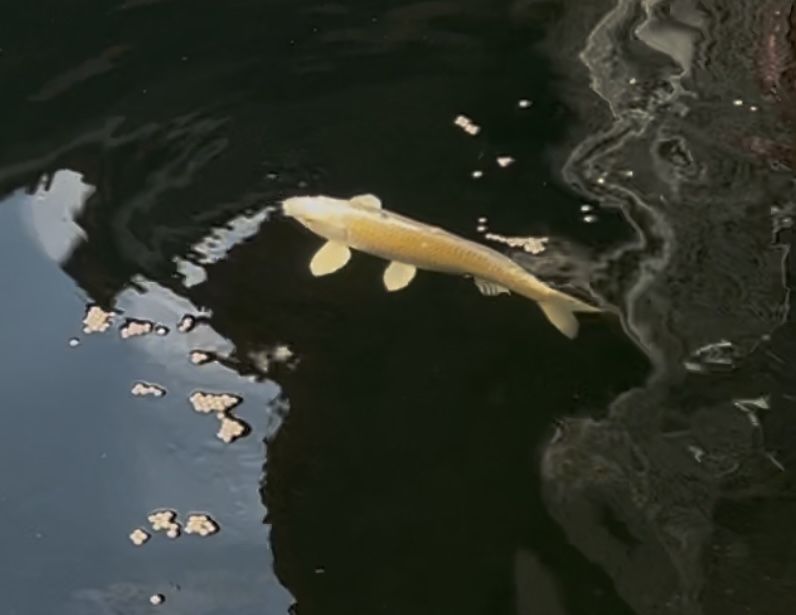 Carpas Koi com 35cm