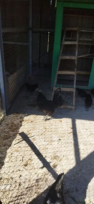 Продажа Индонезийских курей Аям"Чемани"