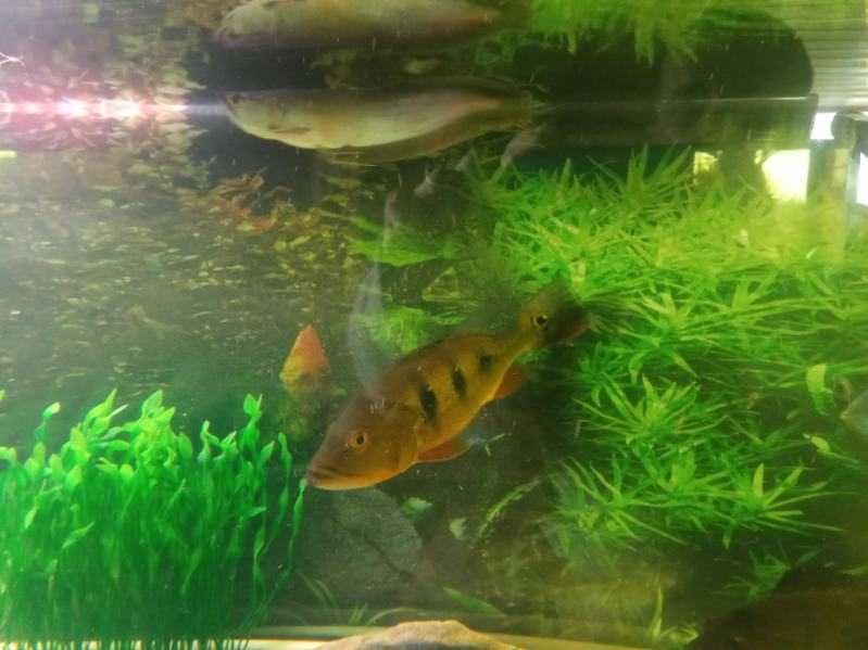 Arowana srebrna 30 cm