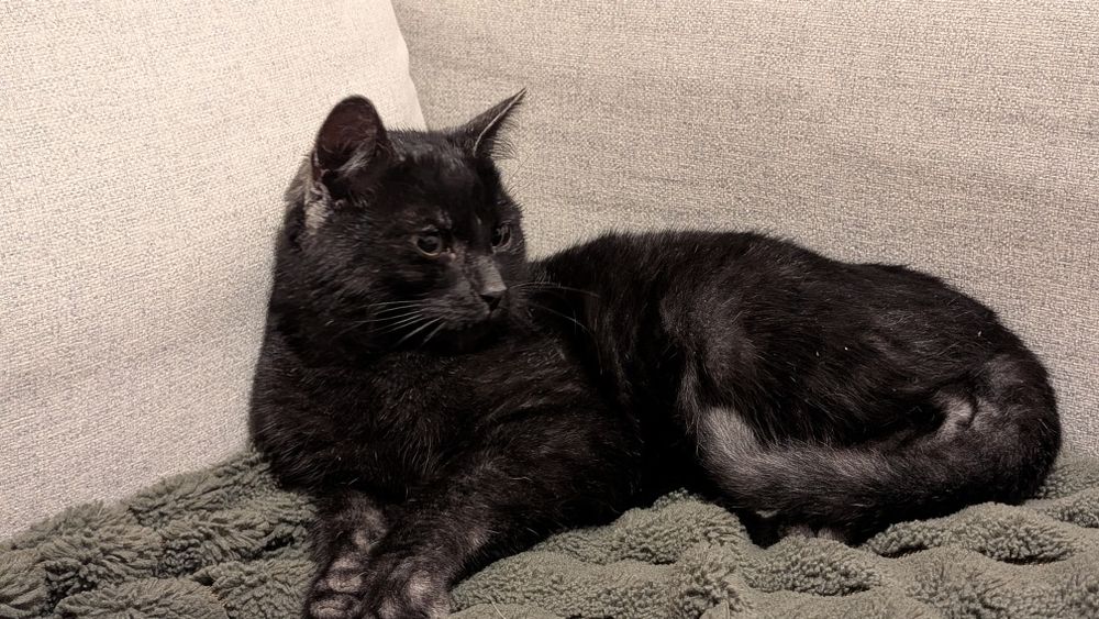 Kotek do oddania do dobrej rodziny