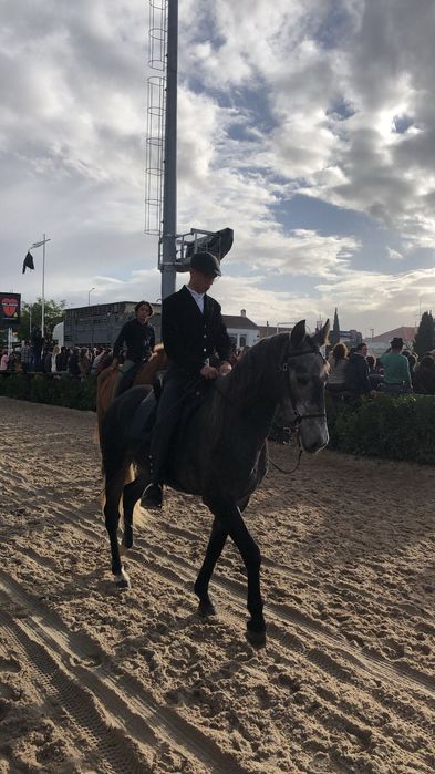 Cavalo novo com 5 anos