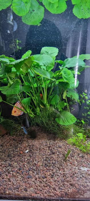 Sprzedam sadzonki Anubiasa