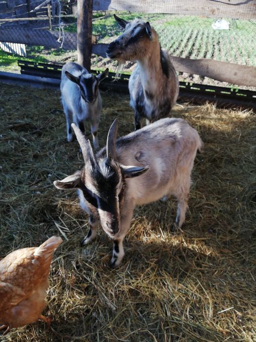 Козлики козлы козлишки