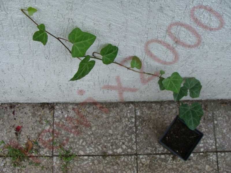 BLUSZCZ ZIMOZIELONY - sadzonki 50cm w doniczkach !!!