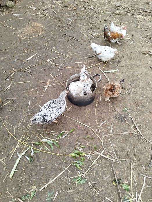 Małe kurki liliputki