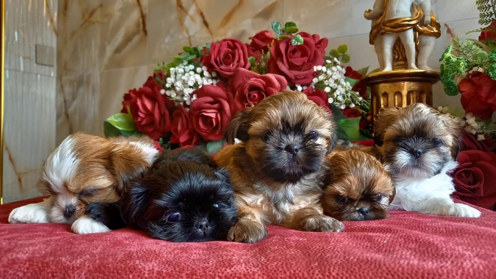 Shih Tzu rodowodowa suczka!!!
