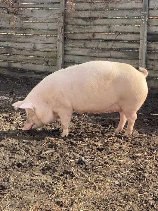 Поросята( 3 породний гібрид) з під ф1 . Та первістки Ф1