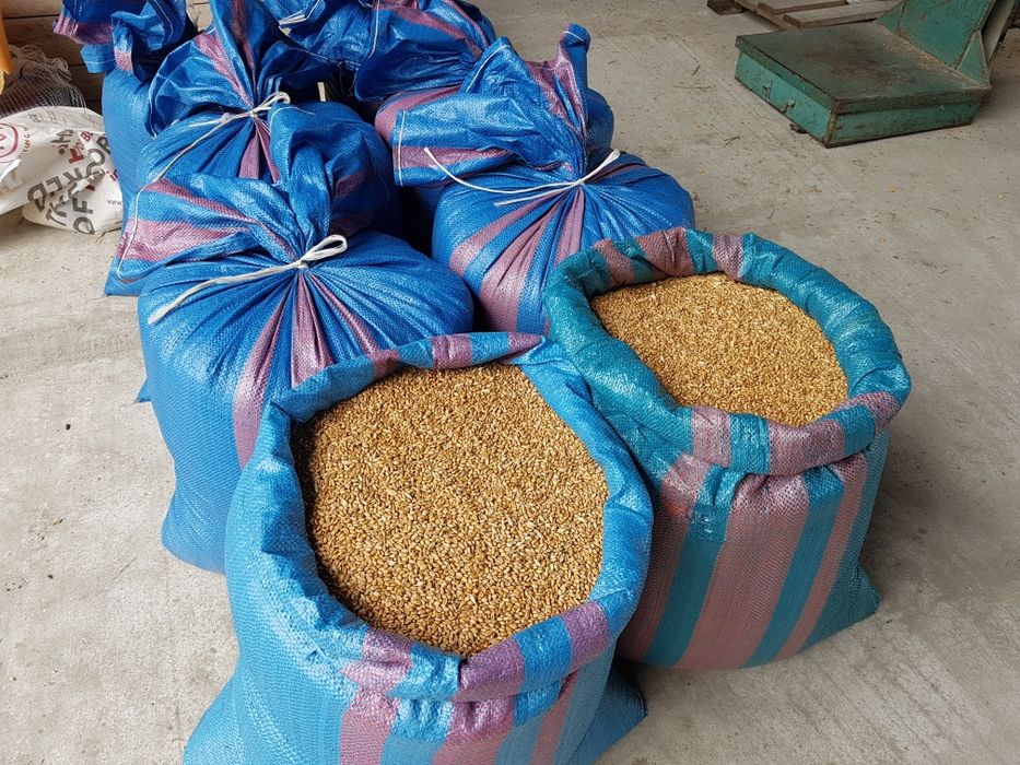 Pszenica zimowa ozima Euforia