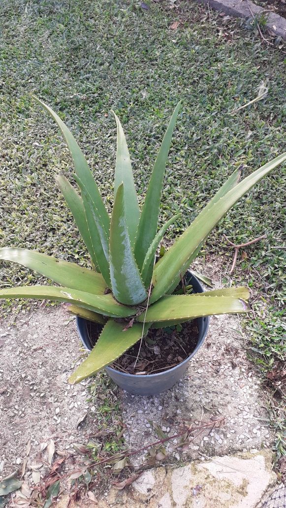Plantas árvores exoticas