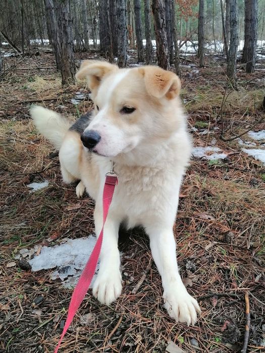 Cudowny psiak kochający ludzi źle znosi pobyt w schronisku pomocy