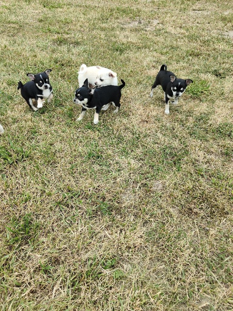 Chihuahua krótkowłosa