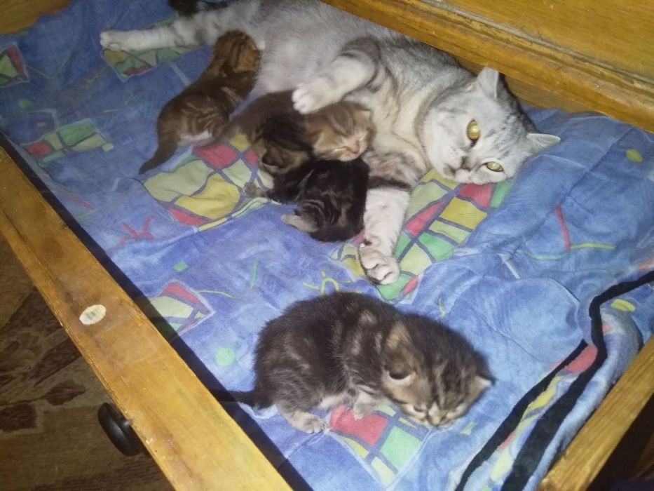 Котик чорний мармур на сріблі