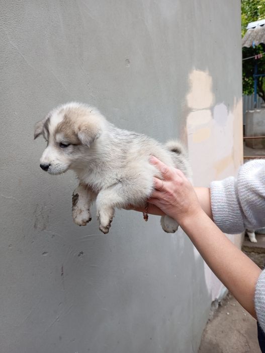 Цуценята 3500 лайка