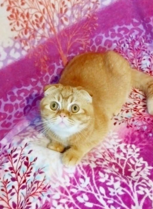 Чарівний хлопчик Золотий красунчик шиншила