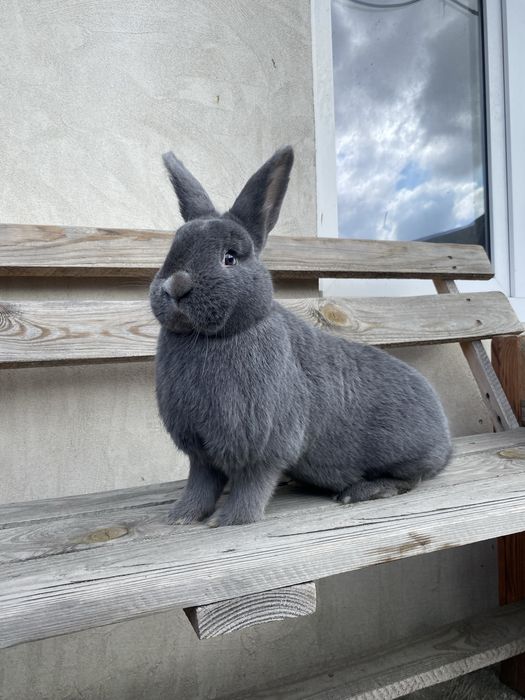 Samiczki wiedesnkie niebieskie