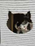 Gatinhos persa com 3 meses