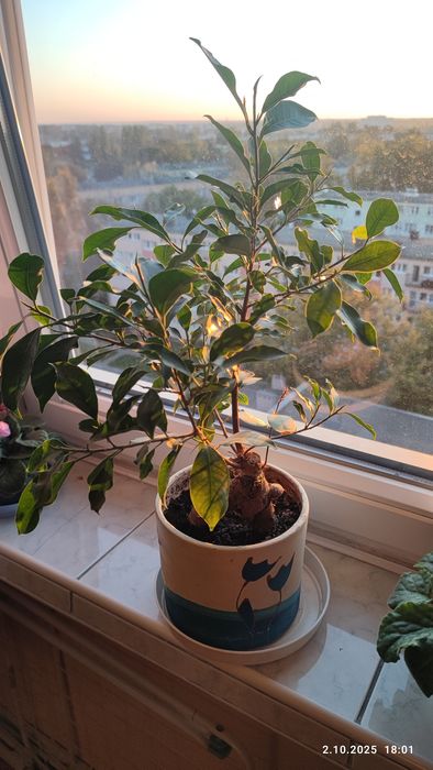 Fikus tępy -bonsai