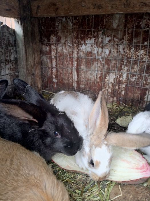 Продам кролі різного віку