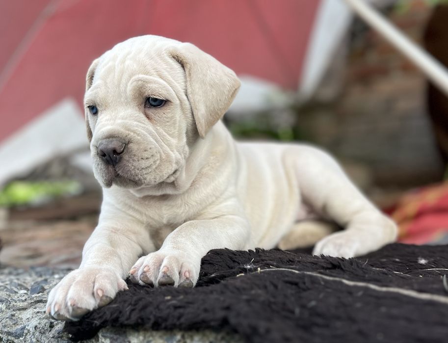 Щенок Кане Корсо 2,5 мес