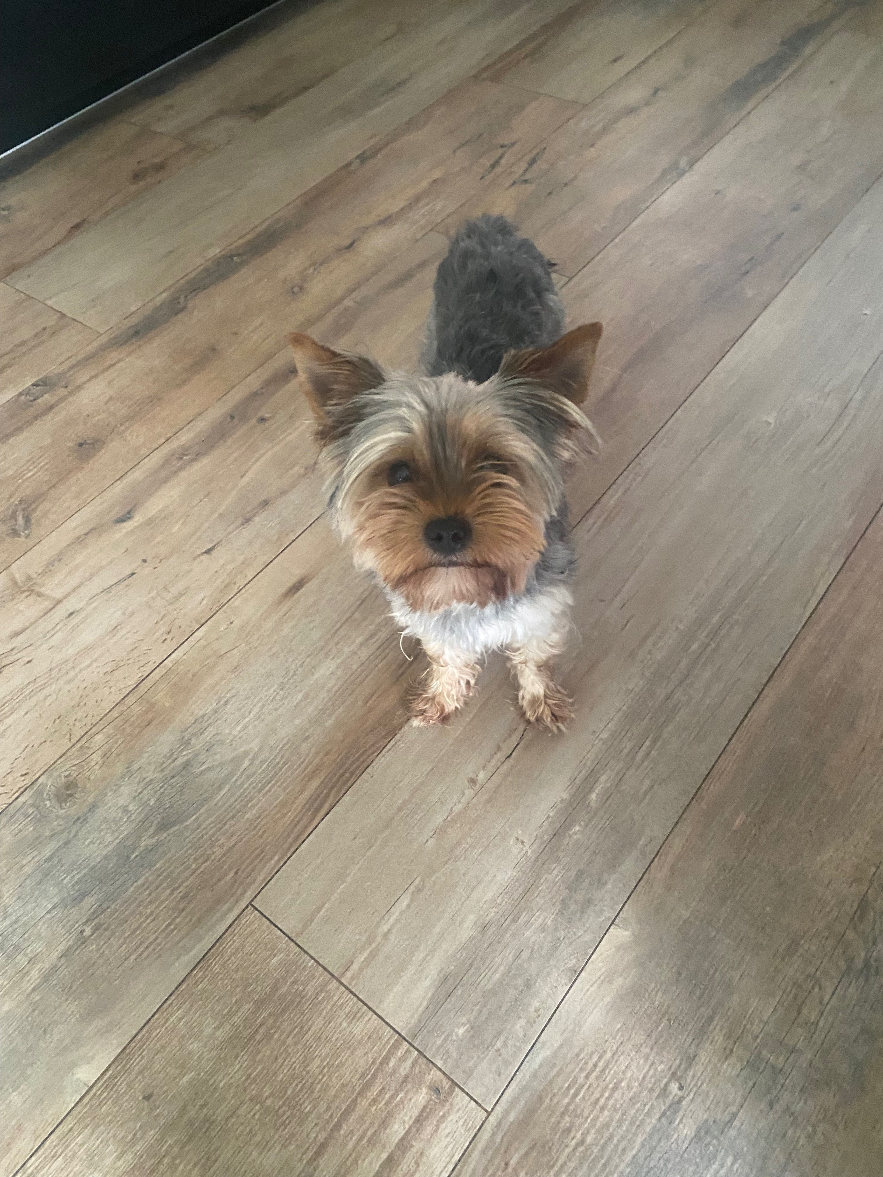 Suczka york shire terrier 17 miesięczna zaszczepiona na wściekliznę