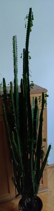 Wilczomlecz sukulent ok. Kalisza