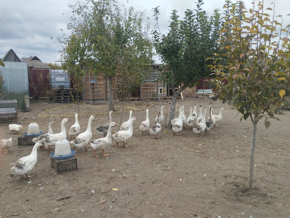 Продам гусей 5 місяців.
