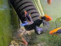 Endlers azuis japoneses
