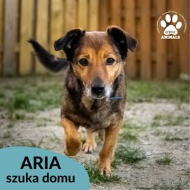 Aria szuka domu!