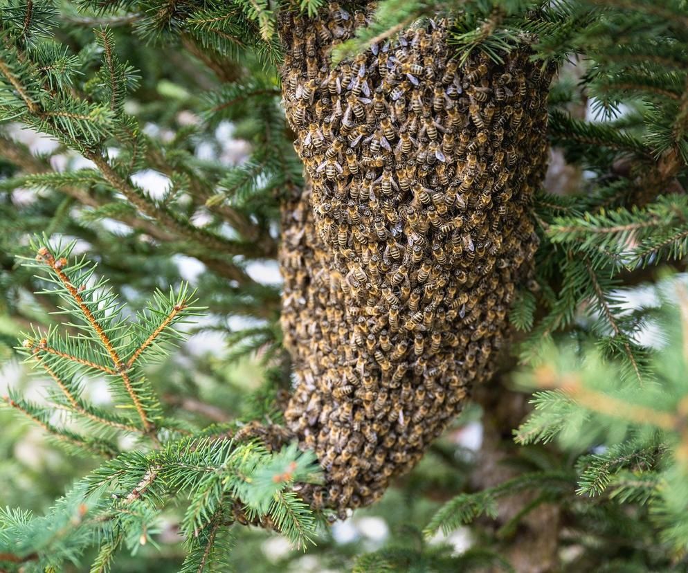 Odkłady pszczele, hodowlana matka, skutecznie wyleczone