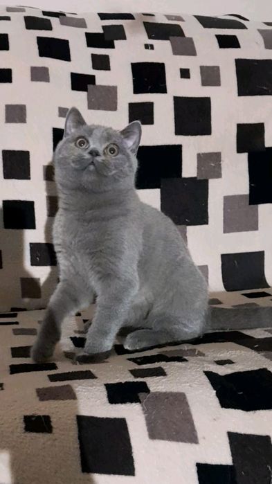 Шотландські кошенята/ шотландские котята