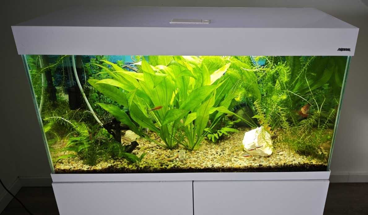 Akwarium 200l z szafką, rybkami, osprzętem, Rokietnica k/Poznania