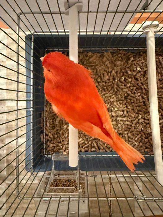 Canários Vermelho Lipocrómico