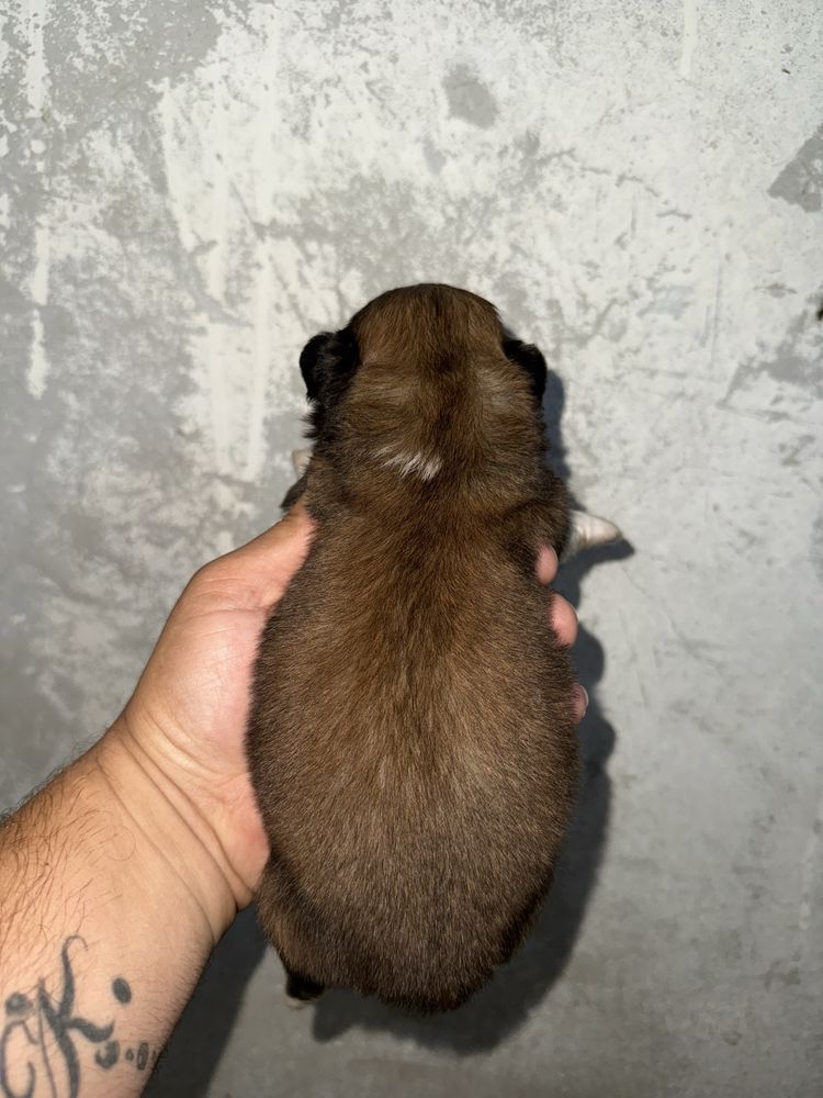 Piquenes Ultimo Menino