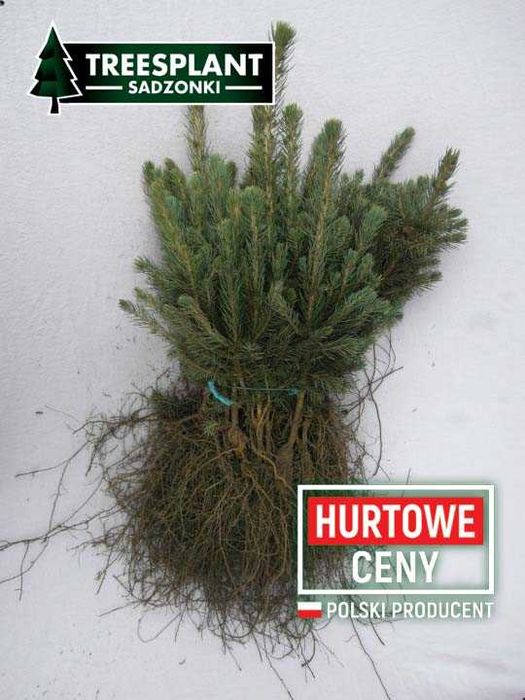 RZESZÓW Świerk Srebrny 2/2 Kaibab 30cm Szkółka sadzonki jodła kaukaska