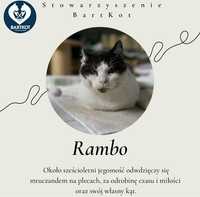 Rambuś do Adopcji