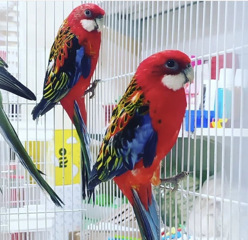 Розеллы попугаи разных видов.яркие птенцы
