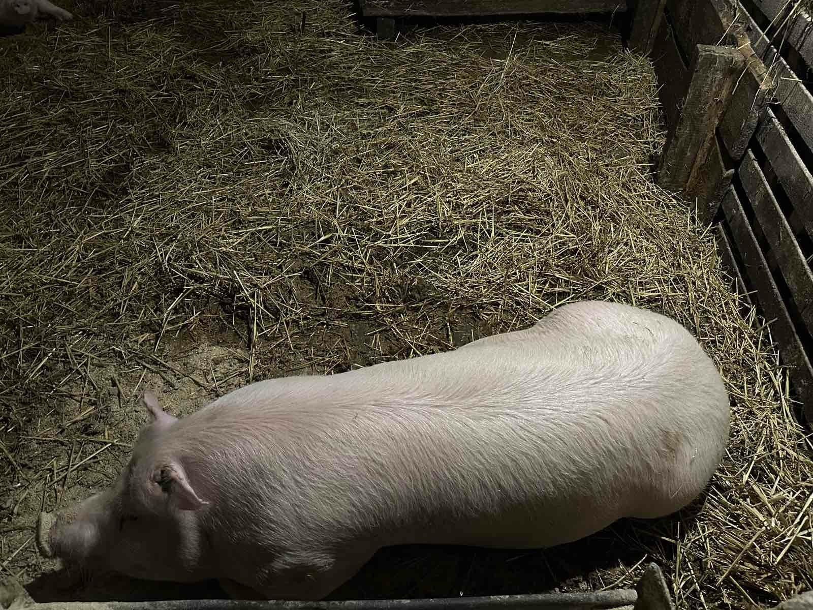 Продам свиней м’ясної породи тушками або живим весом.