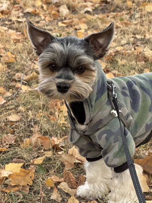 Вʼязка Бівер-йорк