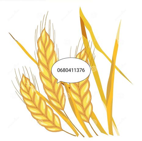 Пшениця на муку ,чи корм тварин