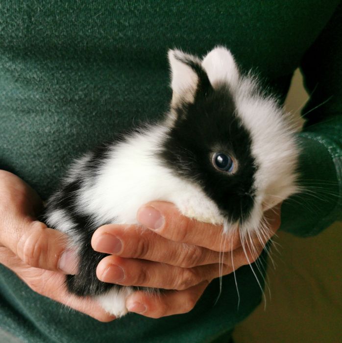 KIT completo Coelhos anões holandês mini e teddy lindíssimos e muito d