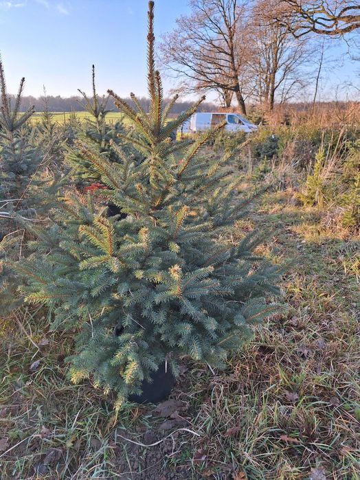 Żywa choinka Świerk srebrny 130-150 cm.