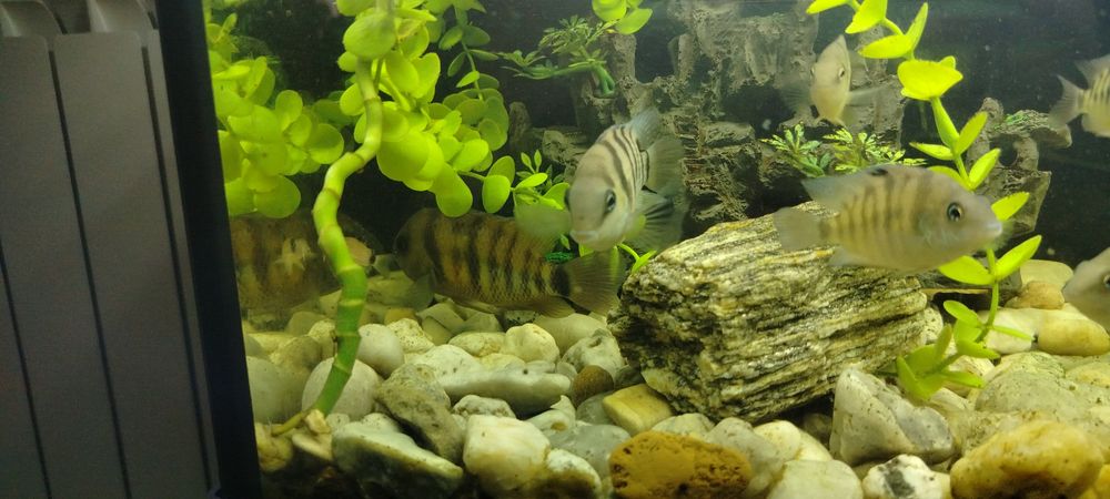 Sprzedam ryby zebry z młodymi