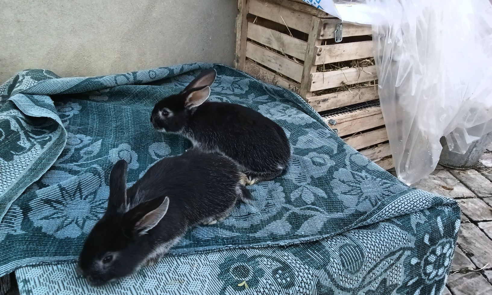Кролики породи Білоості є самець і самка віком до 2 місяців