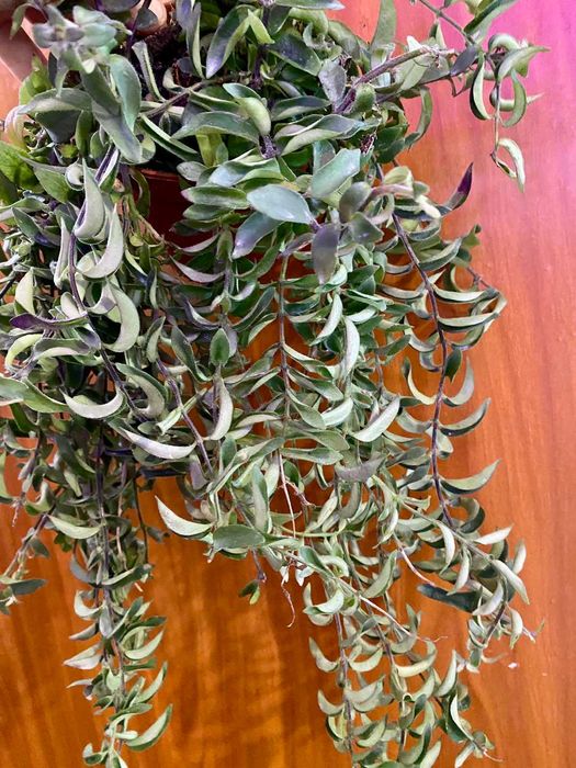 Aeschynanthus Twister