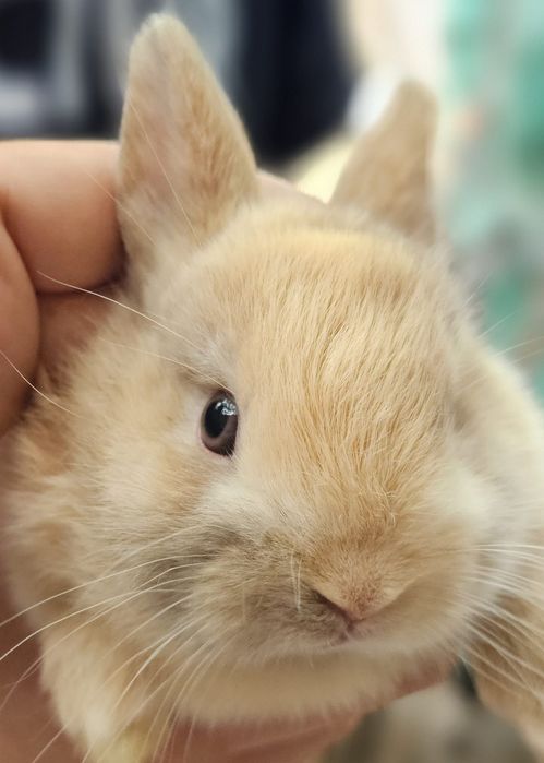 Coelhos anões vacinados