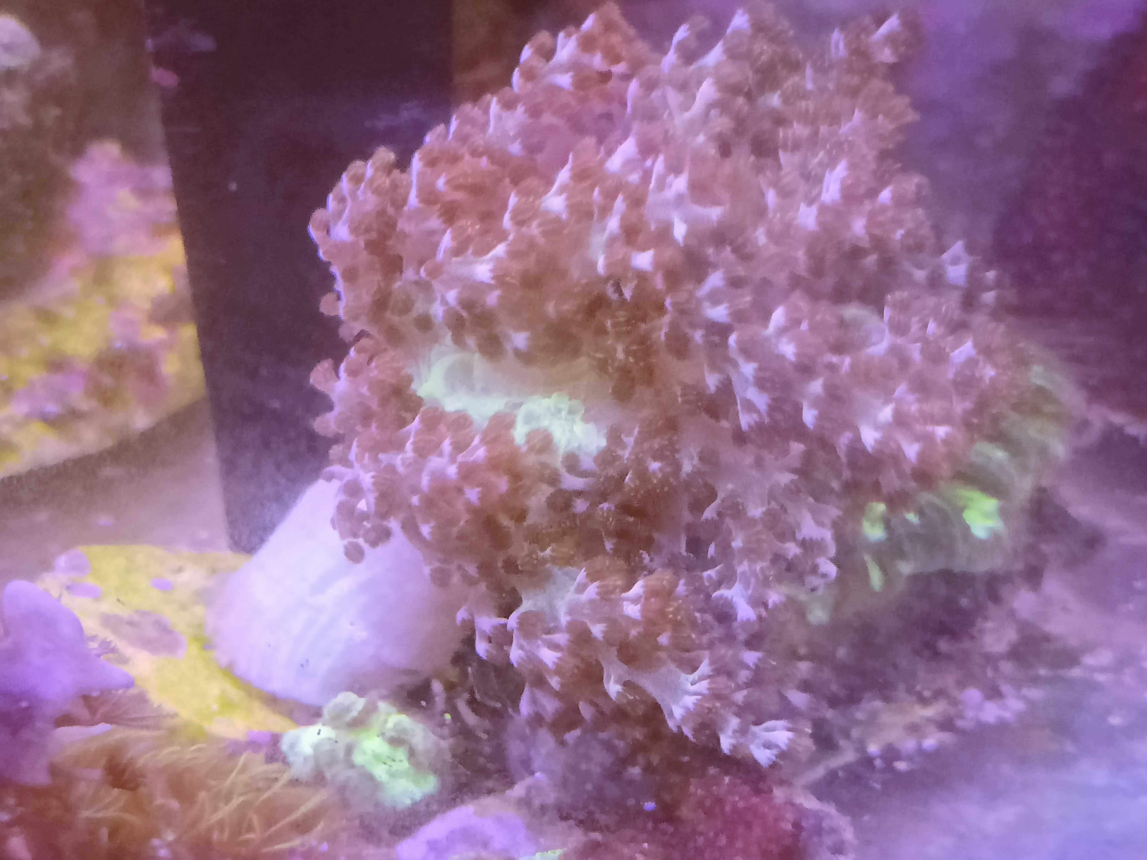 Capnella koralowiec miękki. Morskie